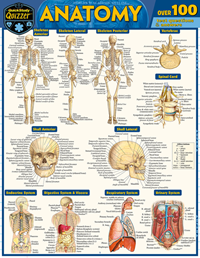 Anatomy Quizzer Laminated Study Guide