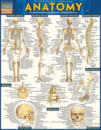 Anatomy Study Guide