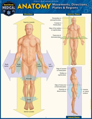 Anatomy: Directions, Planes, Movements & Regions Study Guide